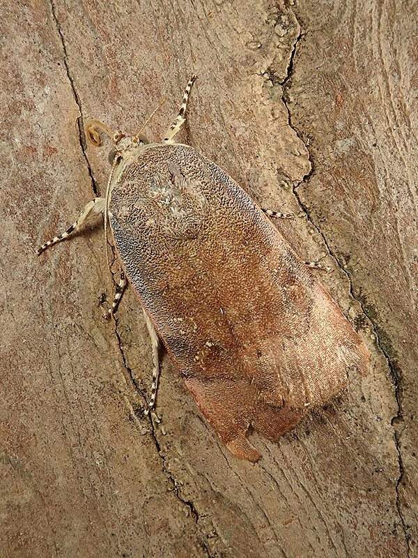 Tortricidae ? No, Noctuidae;  Noctua janthe o Noctua janthina